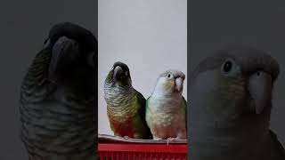 코뉴어 크리스 제임스 쿠키송 반응