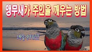 앵무새가 주인을 깨우는 방법 How the parrot…
