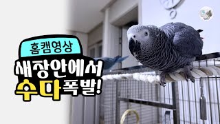 새장 안에서 수다 폭발 말하는 앵무새 회색앵무 잠바의 홈캠 CCTC 영상