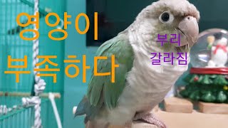 공서연.앵무새.코뉴어.먹이.종류