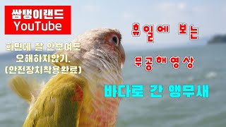 바다로 간 앵무새