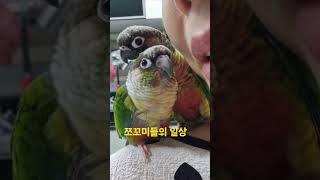 따라쟁이 앵무새#앵무새키우기 #동물키우기 #코뉴어 #cute