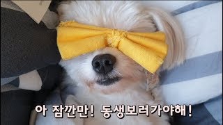 근황)강아지동생 희귀앵무새ㅋㅋㅋ둘이 너무 귀엽다....…