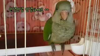 퀘이커앵무새 순도리♡부츄 (우량조 부츄 쌈닭? 쌈앵?..;;)보통이 아니예요ㅋㅋㅋ