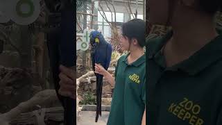 팜코카투와 히야신스 마카우의 매력 폭발!