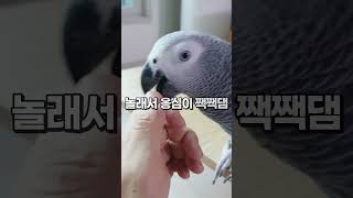 새도 들어오고 집도 바뀌고, 화난 회색앵무 잠바  #shorts