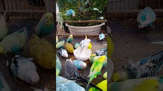 This Amazon bird toy is SO COOL#birds#parrot #birdslover #budgis #lovebirds #budgiegar #cute #health