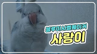 [퀘이커앵무새] 도리도리 새가족 블루이사벨퀘이커 '사랑이'를 소개합니다