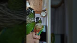 코뉴어앵무새#하랑이 #하봉이#parrot#cute