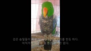 self injury Eclectus parrot th…
