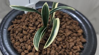 12월13일 화요일 좋은 품종들 10분 준비했습니다