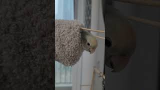 아빠의 양말(안녕하세요2기) #앵무새 #birds #앵무새키우기 #parrot