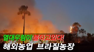 아마존의  한국인 소방수들,밀림을 지키는 한국인,아마존…