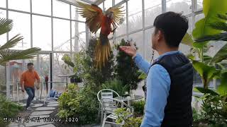 #할리퀸마카우 #자유비행 쁘띠 첫 날개짓