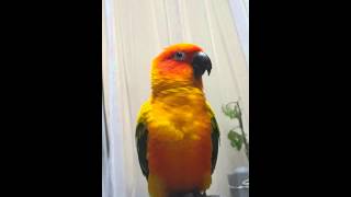 썬코뉴어 노래~