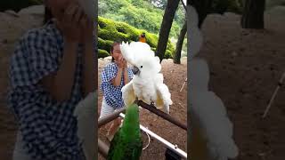 기분좋은 엄브렐라코카투 보리예요~~^^