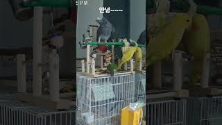 홈캠에 찍힌 말하는 앵무새 #말하는앵무새 #parrot…