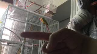 손으로 날아오는 코뉴어 강이