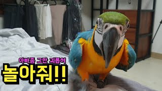 아침부터 놀아달라고 시위하는 앵무새 놀아주기