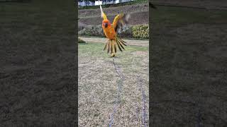 앵무새 나는 모습 #이리와 #썬코뉴어 #썬코 #리콜 #리콜훈련 #flying  #sunconure  #parrot #birds #recall #conure