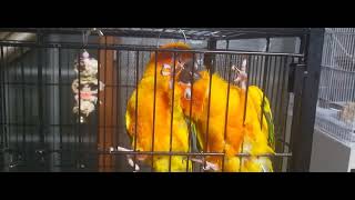 썬코뉴어의 쓰담쓰담