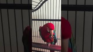 홍금강 앵무새 새장에서 장난감 갖고놀기