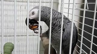 말하는 앵무새 회색앵무 알렉스(Alex) 동영상
