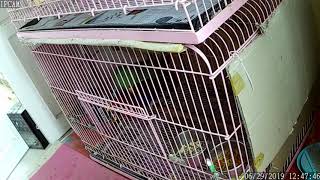 뉴기니아 와 마카우 뉴기니아 교미 모습 20190629…