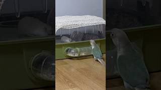 하루는 햄말이가 궁금해요 |드워프햄스터 | 코뉴어 | 블루파인애플 | 앵무새 #앵무새 #parrot #코뉴어 #conure #pets #birds #birdslover