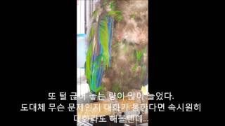 self injury Eclectus parrot th…