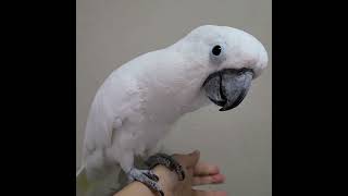 엄브렐라 코카투 달래를 이쁘게 찍어보자01