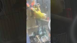 코뉴어 짝짓기! 울두두 올해는 2세 볼수있으려나~!