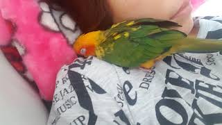 썬코뉴어 졸림3