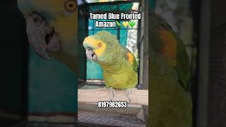 Tamed Blue Fronted Amazon#birds #tamed #parrot #shorts #reels #amazon #trending #talkingparot