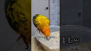 골고루먹자 #썬코뉴어 #앵무새 #앵집사 #앵집사일상