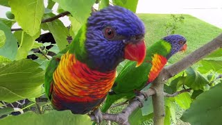 ❤️dog & parrot playing in the garden 마당에서 뛰노는 강아지와 앵무새