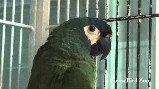 일리거스마카우