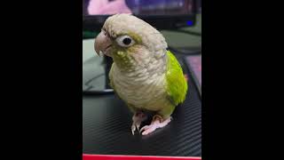 뚠뚠 ♡또또의 일상~♡♡♡ #코뉴어앵무새 #귀여운 #사랑스런 