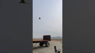 첫 비행하는 앵무새 #shorts #깡치 #청금강 #마…