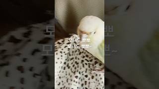 #모란이피기까지는 #코뉴어 #birds #구독부탁합니다…