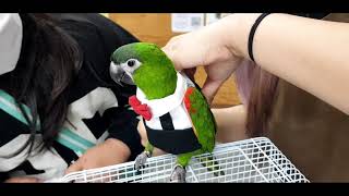 공서연(앵무새)한스마카우.옷입었어요.2020.11.8