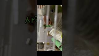 뿌꾸의 삿앙해 말하기 ! #앵무새#birds#퀘이커#s…