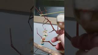 코뉴어앵무새 Vlog_앵무새 부부싸움(무편집)