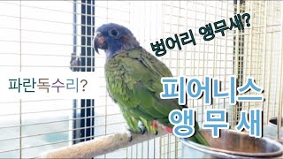 [앵무새도감] 블루헤드 피어니스#벙어리앵무새?