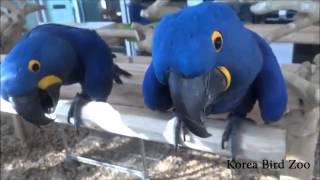 히야신스 마카우Hyacinth Macaw