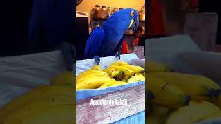 Stealing Banana - Mesmerizing …