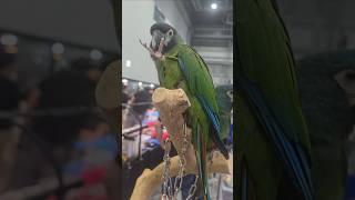 수원 메쎄에서 #코리아인섹트포럼 #아마존앵무새 #아마존앵무