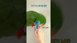 앵무새의 귀여운 승질 | 앵질머리 보소         …