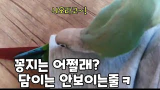 꽁지는 보이는데 숨은건가??!!ㅋ/#코뉴어앵무새#con…