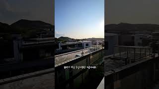 파주헤이리마을 옥상 위에서 날고 있는 청금강 앵무새 #…